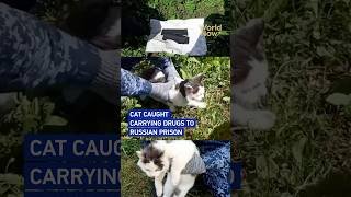 Cat caught carrying drugs to Russian prison #worldnow