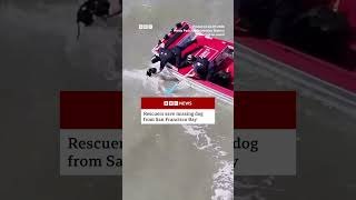 Missing dog rescued in San Francisco Bay. #BBCNews