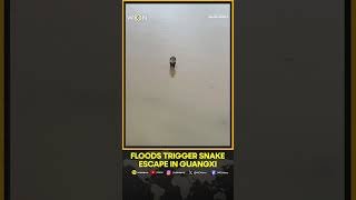 Floods Trigger Snake Escape in Guangxi