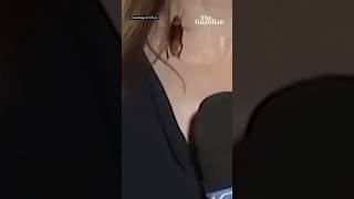 Cockroach crawls on KLTA reporter during live broadcast