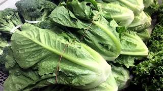 What we know about the cyclospora parasite so far