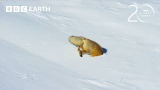 Red Fox’s Impressive Snow Dive To Hunt Prey | 20 Years of Planet Earth II | BBC Earth