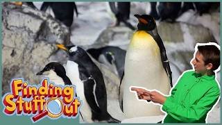 Why is the Earth so Important? 🐟 | Full Episode | Learning about Habitats | Scholastic STEAM