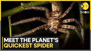 Australia Discovers World's Fastest Spider | Brown Huntsman Breaks Speed Record