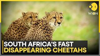 Study: Only 119 Free-Roaming Cheetahs Remain Outside Reserves | WION