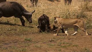 PRIDE VS PREDATORS! 🩸 The Lions Rule: Death in the Glade**