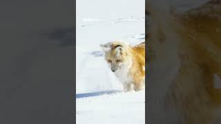 Red foxes rely on their extraordinary hearing to detect rodents moving beneath the snow ﻿🦊 #Shorts