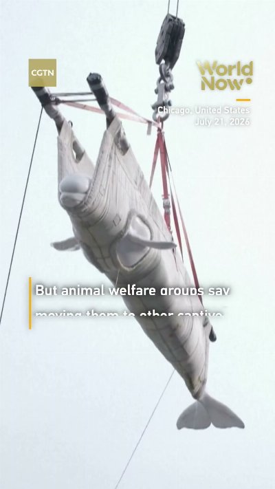 Four belugas moved from Marineland Canada to Chicago aquarium #worldnow