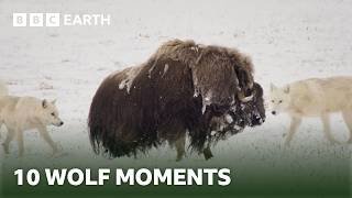 10 Incredible Wolf Moments | BBC Earth