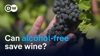 Can alcohol-free wine save European wineries? | DW News