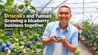 Driscoll's and Yunnan: Growing a blueberry business together
