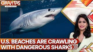 California's Shark Invasion: Great Whites Return In Record Numbers | Gravitas | WION News