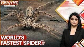 Australia's New Nightmare: World's Fastest Spider | Gravitas