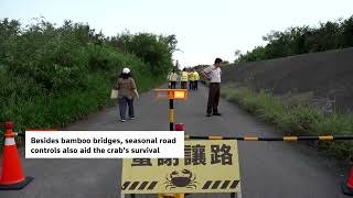 Taiwan's migrating crab population rebounds thanks to safer road crossings