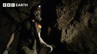Brian Cox Visits ‘Alien’ Living in ‘Death Trap’ Cave | BBC Earth Science