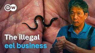 On the smugglers’ trail - Making billions from tiny eels | DW Documentary