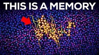 How Are Memories Stored Inside Your Brain?