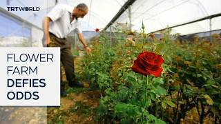 Palestinian flower grower keeps business blooming