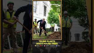 Trump Plants Maple And Oak Trees At The White House | WION Shorts