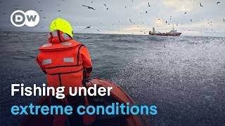 Backbreaking work: Deep-sea fishing in the Arctic Ocean | DW Documentary
