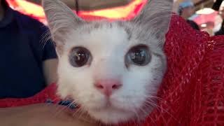 Venezuela shelter rescues over 500 pets after quake