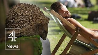'Don’t let hedgehogs die out’ warning amid heatwave risk