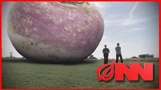 USDA Replaces Food Stamps With One Giant Rutabaga