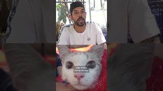Pets rescued after Venezuela's quakes seek new homes