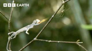 The Amazing Animal Kingdom Of Madagascar | BBC Earth