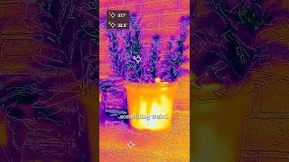 AD - Why are plants colder than their surroundings?