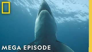 Mysterious Footage of Shark Behavior | Sharkfest MEGA Episode | National Geographic