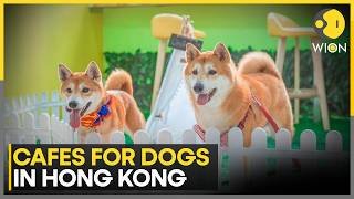 The Best Dog-Friendly Cafes in Hong Kong; 30-Year Old Ban Ends | WION