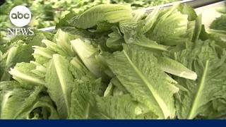 Taylor Farms suspends production of iceberg lettuce in Mexico