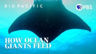 Inside the Pacific’s Endless Feeding Frenzy | Full Episode | Big Pacific