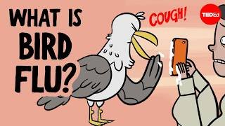 Everything you need to know about bird flu - Benjamin Anderson