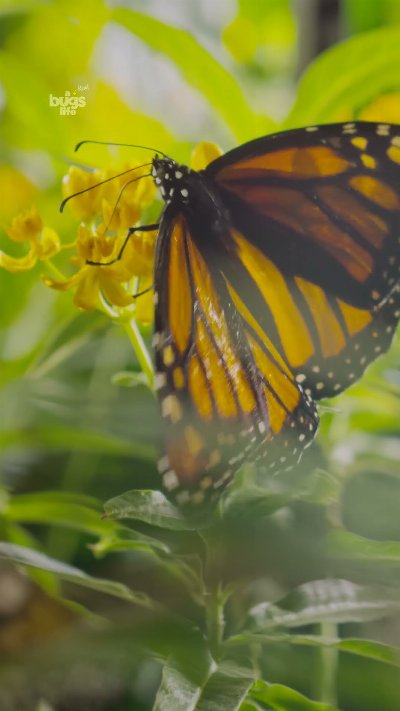 A long journey for these gorgeous monarchs 🦋 #ARealBugsLife