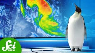 Penguins Control the Weather
