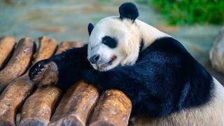 Live: Meet Hainan's beloved giant panda brothers Gong Gong and Shun Shun