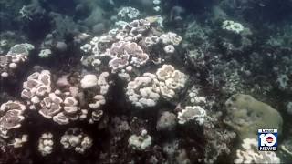 Brutal summer heat leading activists to take preventative measures in preserving coral reefs