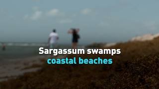 Sargassum swamps coastal beaches