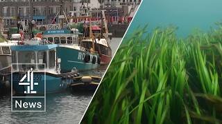Met Office warning over marine heatwave - what is it?