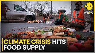 Experts Warn of 'Mortality Event' Linked to Shrinking Food Source | WION News