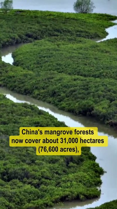 China's mangrove forests continue to expand