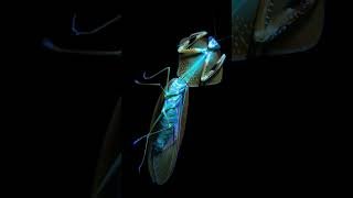 These praying mantises are unbe-leaf-able #TEDTalks