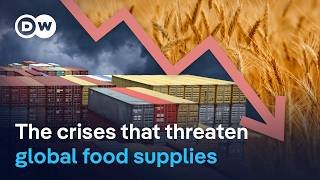 Record harvests but millions go hungry | DW News