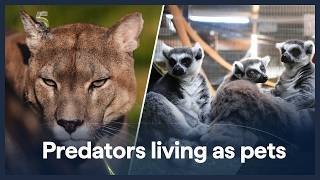 Animal charity issues public warning over risks of dangerous animals being kept as pets