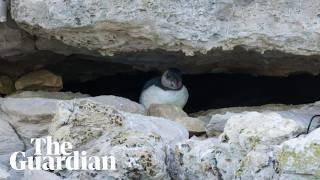 First ‘puffling’ sighting in three decades give hope for Dorset's struggling puffin colony