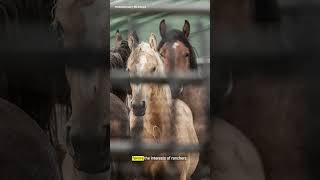 Why some of America’s wild horses are being slaughtered