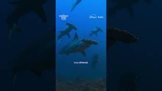 Dolphin Directions - #HammerheadSharksUpClose #Sharkfest