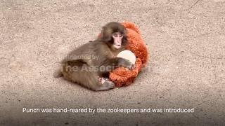 Beloved Japanese macaque Punch celebrates first birthday